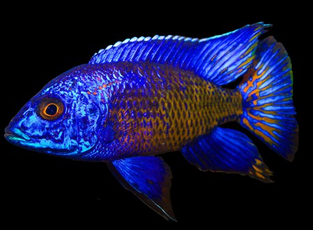  Аулонокара УЗОРЧАТАЯ (Aulonocara stuartgranti «chilumba») 